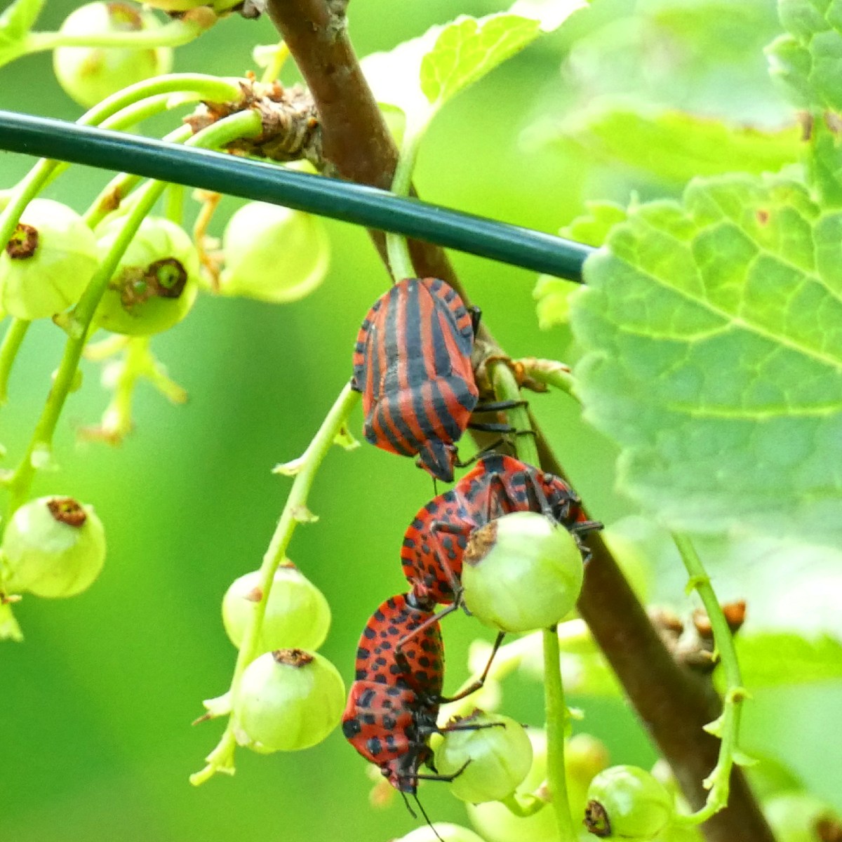 Insectes & petites bêtes la vie fascinante des minuscules — free download