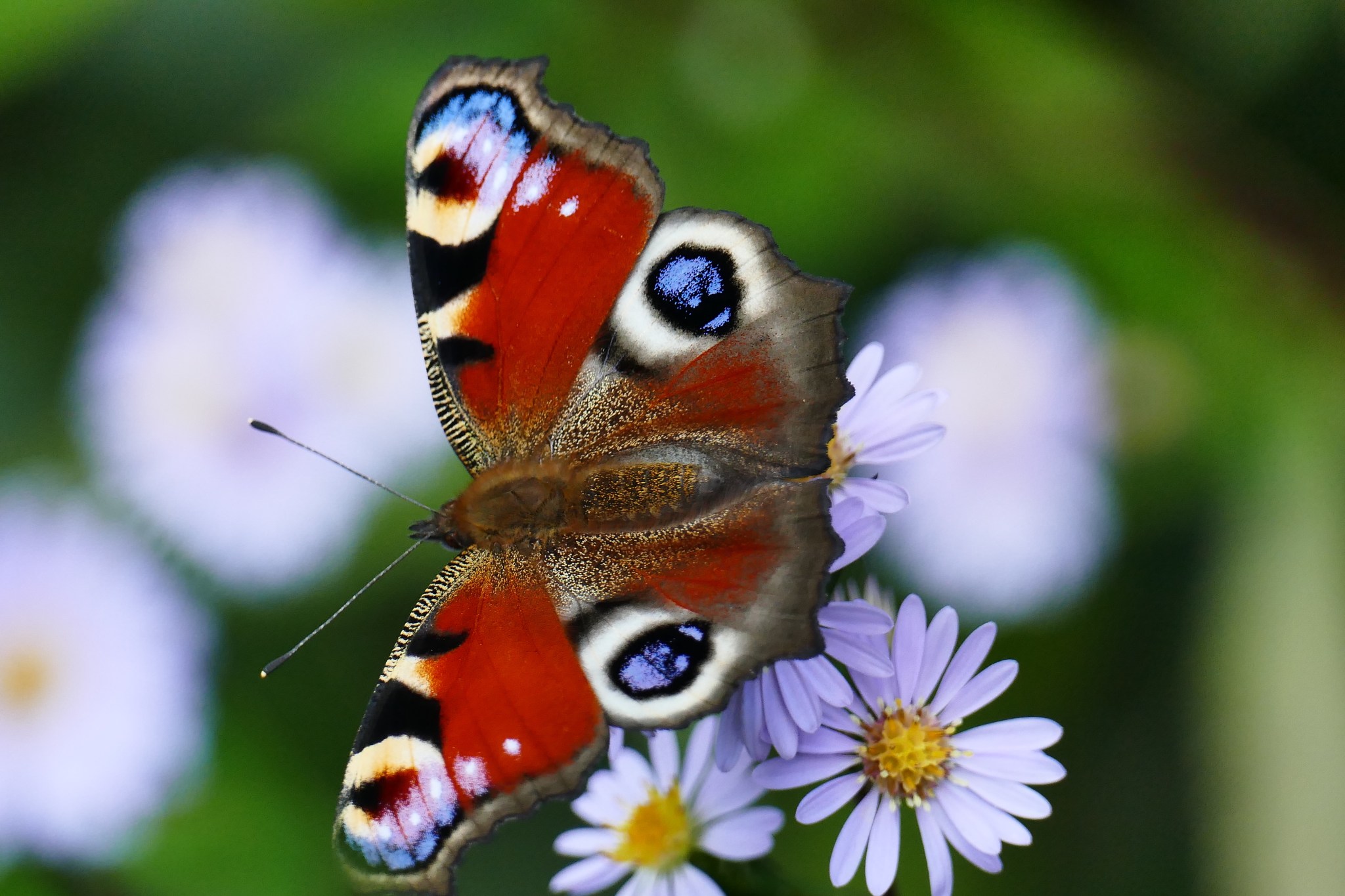 Le Paon du Jour, un papillon haut en couleurs — free download