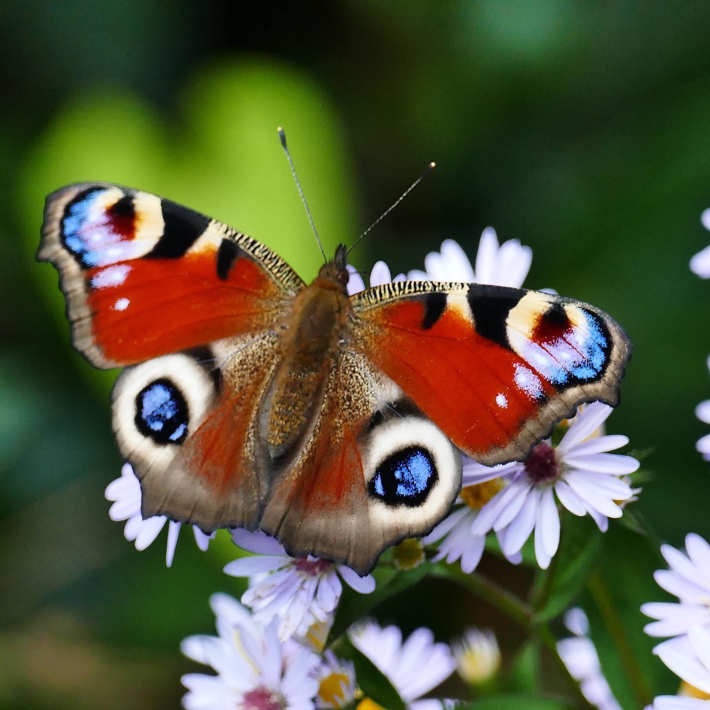 Le Paon du Jour, un papillon haut en couleurs — free download