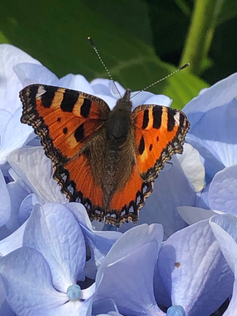 Papillon Petite Tortue  sur une fleur d'Hortensia