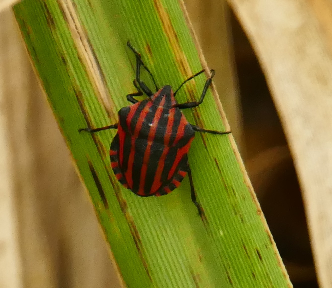 Punaise Arlequin Nuisible Ou Pas