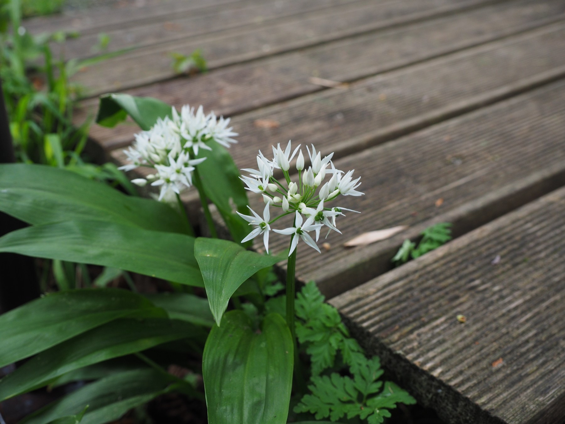 ) Ail des Ours Biodiversité France — free download