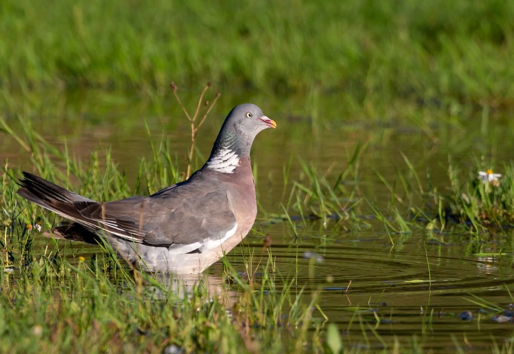 le-pigeon-ramier-le-g-ant-attachant
