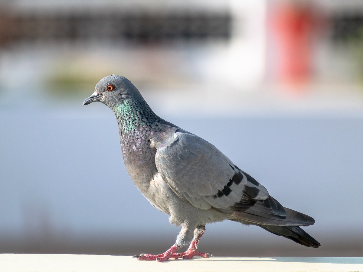 :) Le Pigeon biset