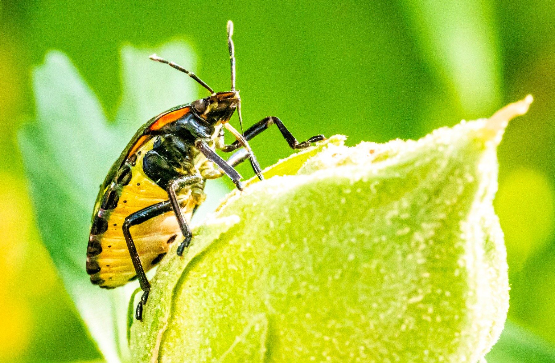 Punaise Arlequin Nuisible Ou Pasnull