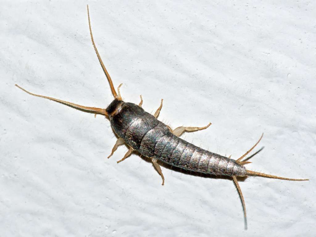 Le poisson d’argent petit insecte mystérieux de nos maisons — free download