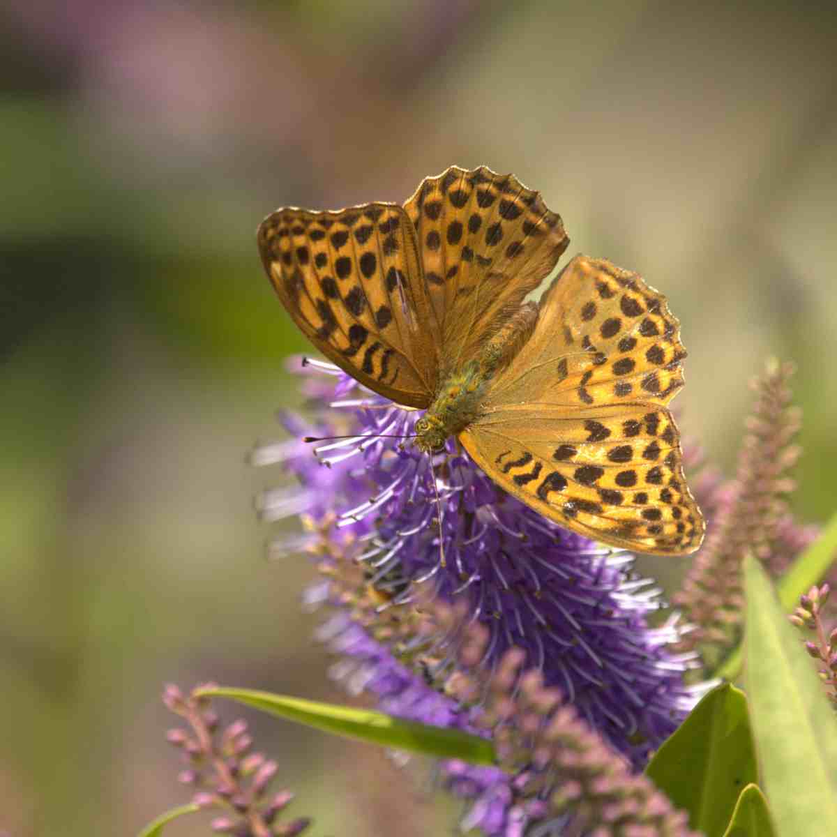 Insectes & petites bêtes la vie fascinante des minuscules — free download