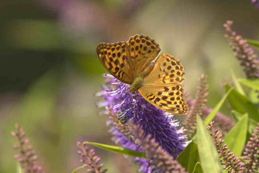 Insectes & petites bêtes la vie fascinante des minuscules — free download
