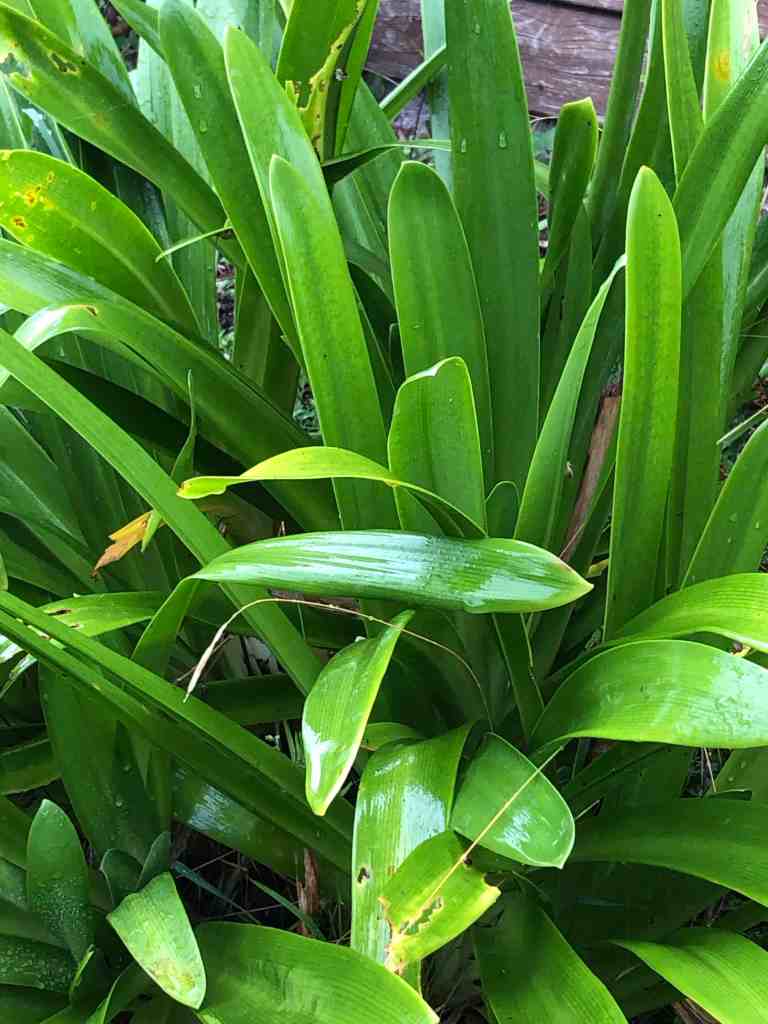 Graines D’Agapanthe Blanche ‘Umbellatus White Umbrella’ – Sachet D’environ 20 Graines