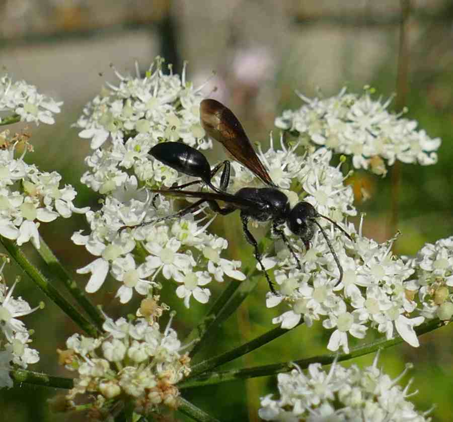 Insectes & petites bêtes la vie fascinante des minuscules — free download