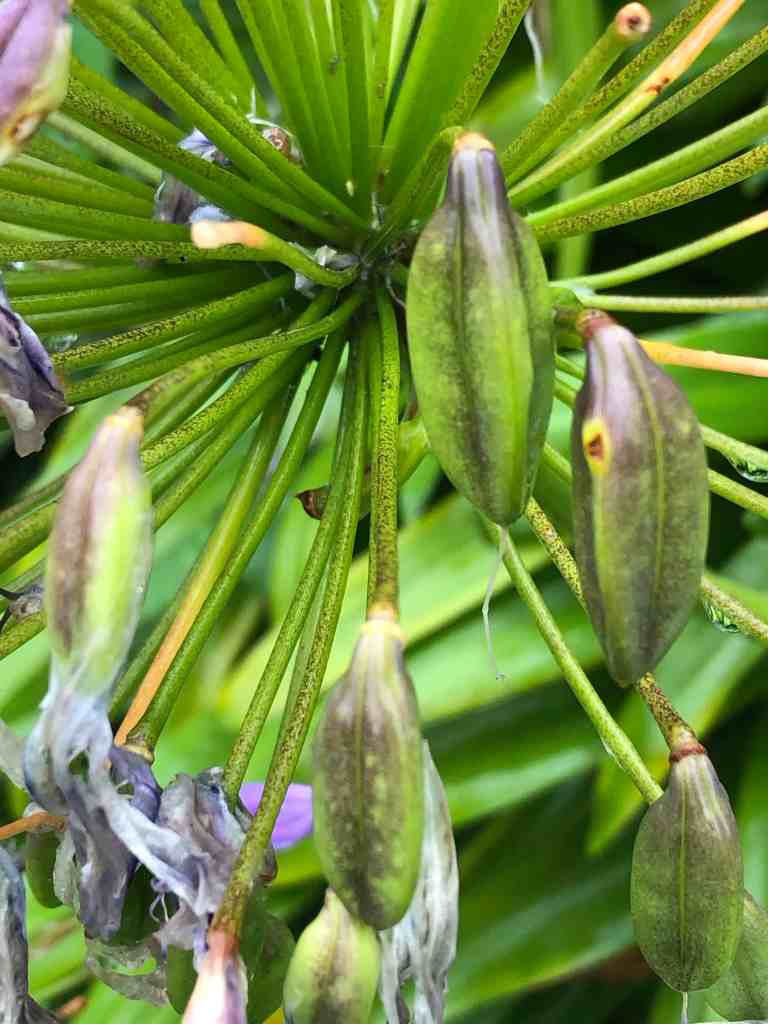 Sitemapcdatahttpsintkedriinforecuperer Graines Agapanthes
