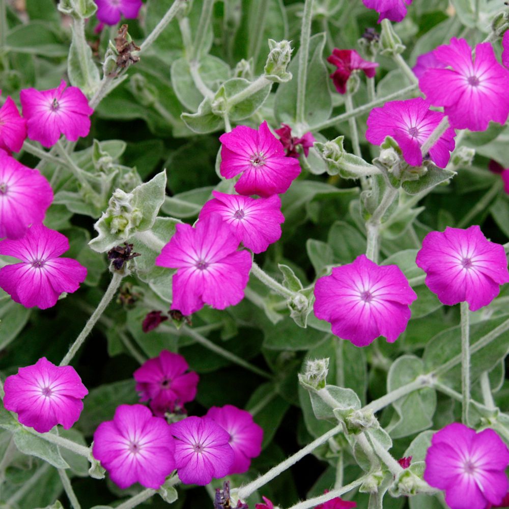 Couette jardin de fleurs de grand-mère antique