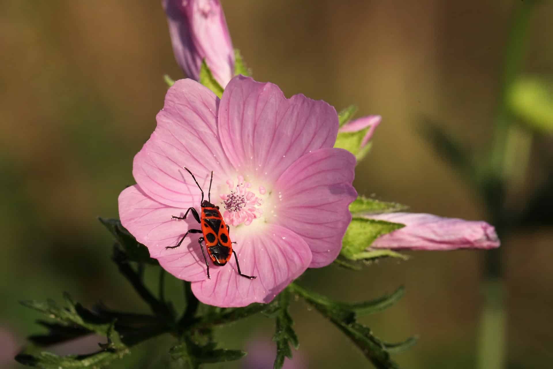 Le Gendarme, le patrouilleur du jardin