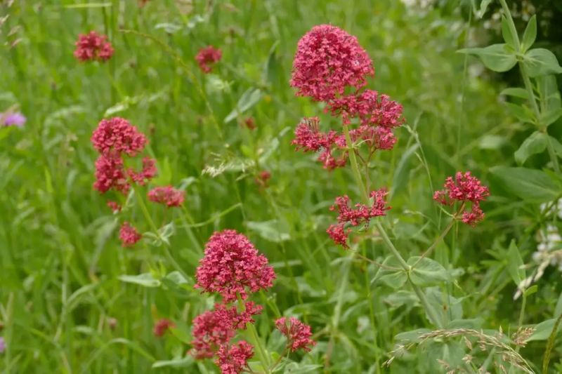 La Valériane des jardins, l'élégante sauvageonne — free download
