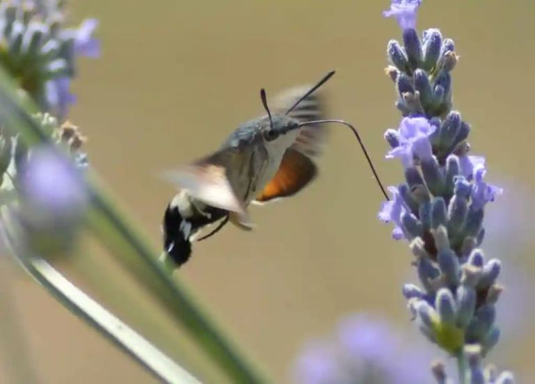 Le Moro Sphinx, le papillon colibri