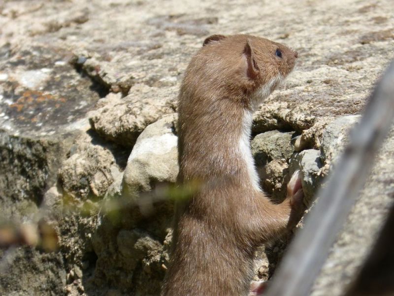 La Belette, une minuscule mal aimée