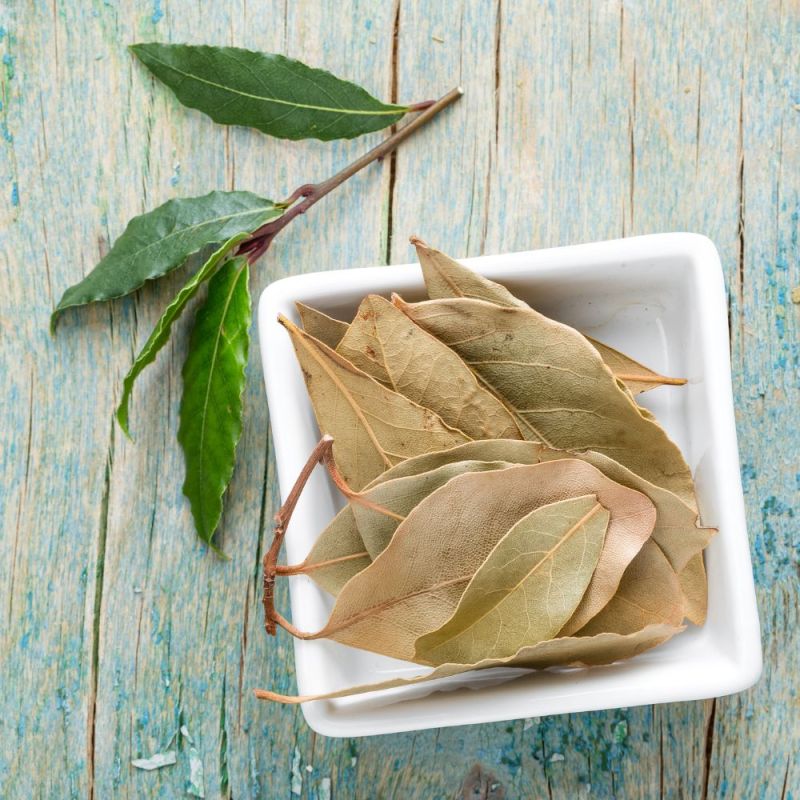 Les feuilles du laurier sauce bienfaits et usages — free download