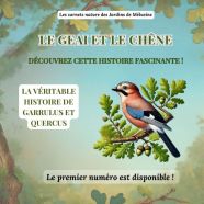 Le Perce Neige La Petite Fleur Qui Brave Le Froid Le Perce Neige La Petite Fleur Qui Brave Le Froid