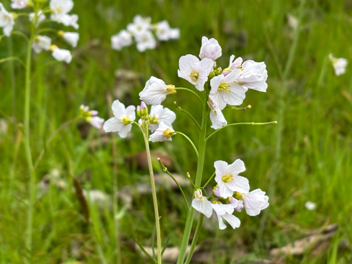 Cardamine La Cardamine des prés : jolie, comestible… et amie des papillons
