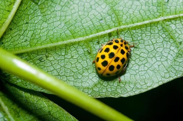 Coccinelle Jaune à Point Noir Signification