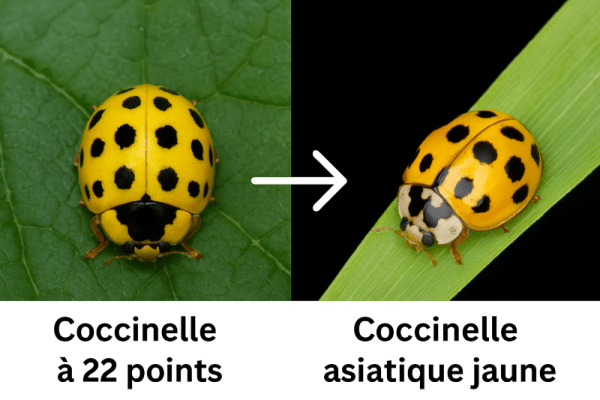 La coccinelle jaune : 22 points noirs et accroc aux champignons