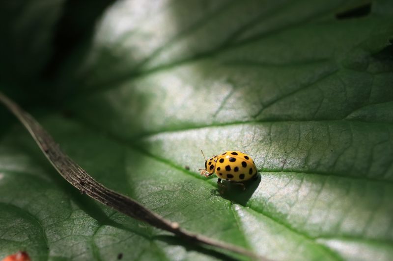 La coccinelle jaune : 22 points noirs et accroc aux champignons