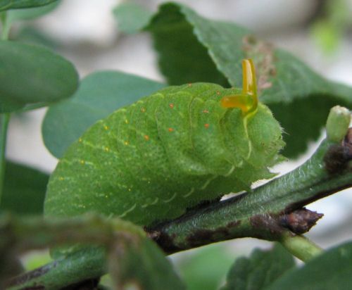 le-flamb-le-papillon-voilier-qui-fait-chavirer-nos-jardins