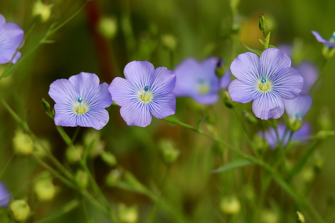 Le Lin, la petite fleur bleue qui nous habille