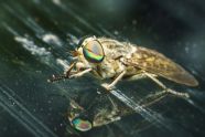 Le Taon Tout Savoir Sur Cet Insecte Piqueur De L t 